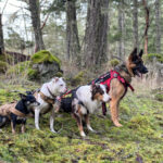 Waiting for instructions..